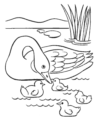 bird coloring page