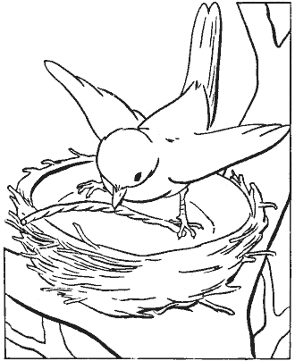bird coloring page