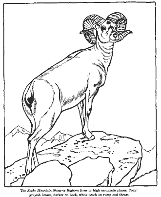 zoo coloring page