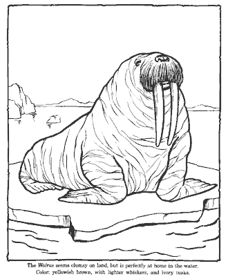 zoo coloring page