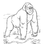 zoo animal coloring pages