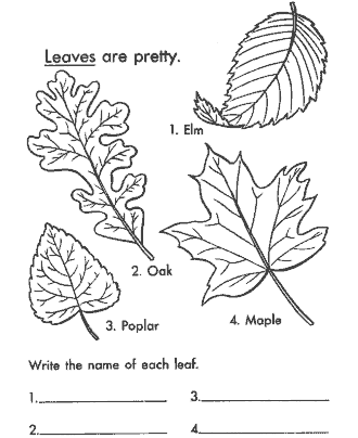 leaf coloring page